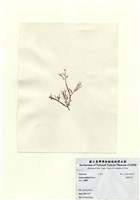 藏品(曲刺沙菜)的圖片